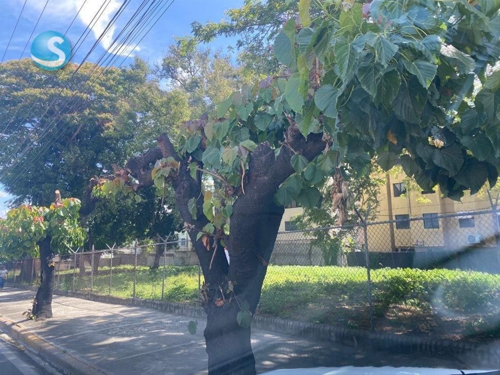 Solar en Alquiler, Av. Salvador Estrella Sadhalá