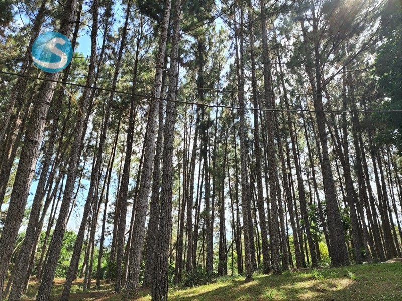 Finca en Venta, Gaspar Hernández 1283739