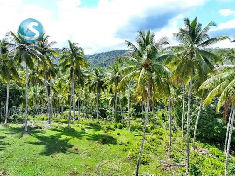 Solares / Terrenos en Samaná